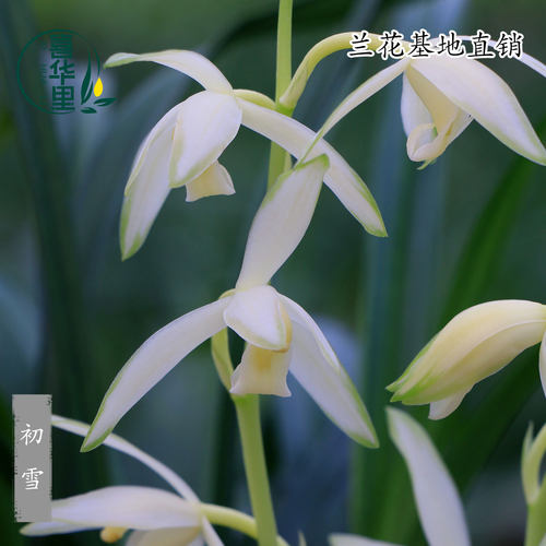 翁源兰花建兰初雪带花浓香型盆栽