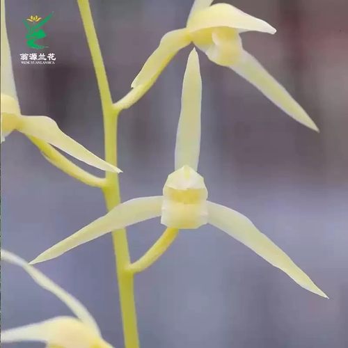 老种寒兰丰雪素花铭品开花浓香型