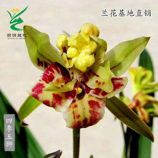 喜花里兰花苗建兰四季 玉狮蓬莱狮子奇花多瓣奇花浓香好养绿植花卉