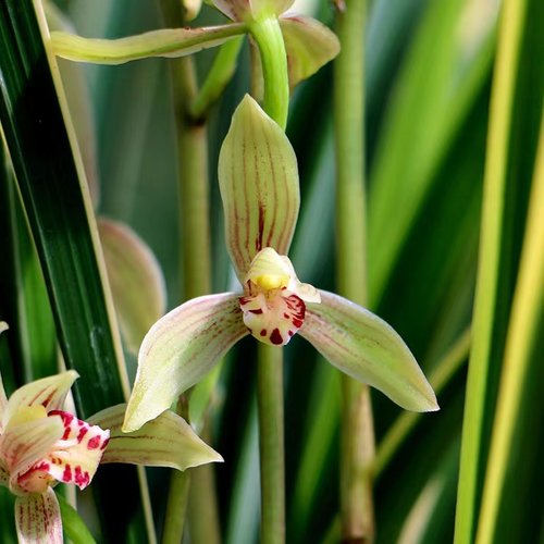 喜花里四季建兰鹤艺铭品锦旗好养