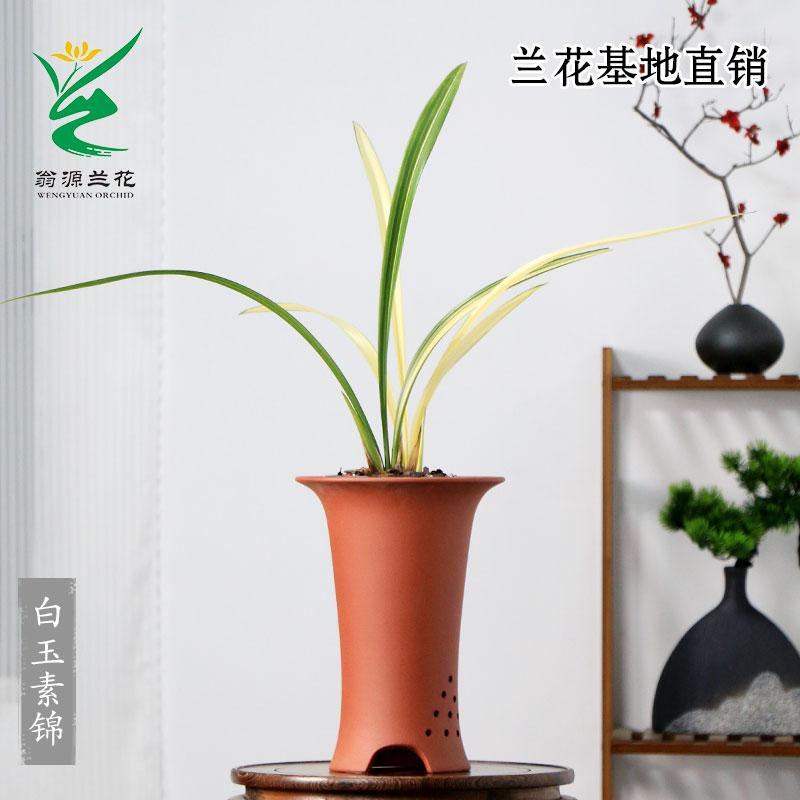 老种高端墨兰白玉素锦带花清秀香