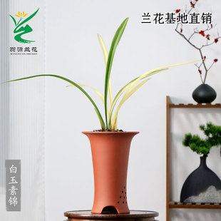 翁源兰花喜花里老种高端墨兰白玉素锦好养浓香黄荷艺正品花卉盆栽