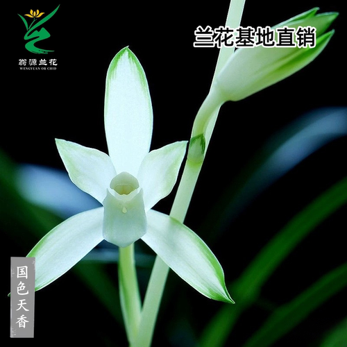 四季建兰国色天香开花浓香型好养