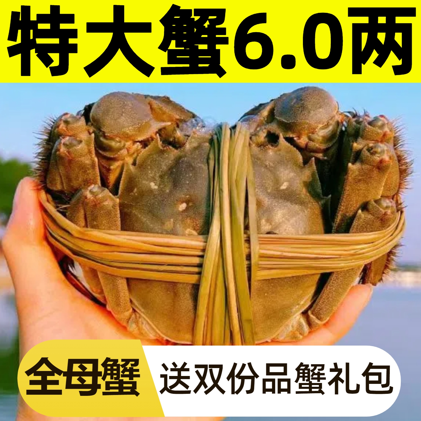 全母蟹阳澄大闸蟹中秋旗舰礼盒