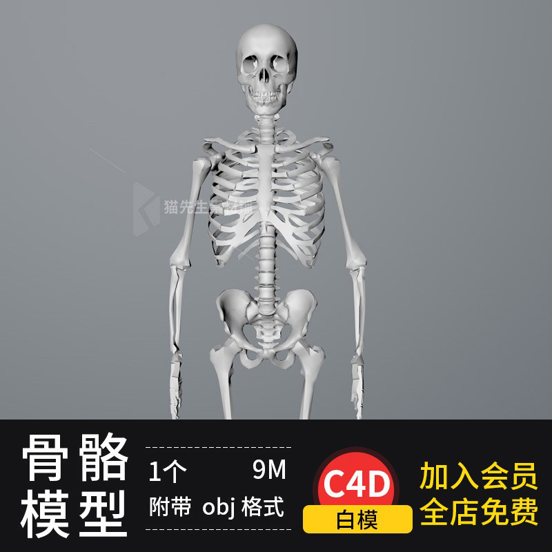 c4d骷髅人体骨骼模型3d三维模型mtl立体设计素材obj白模