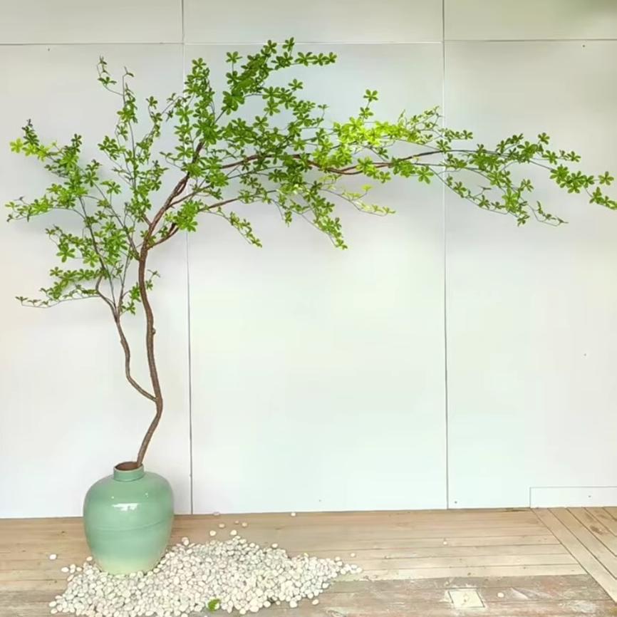 麦桐吊钟树欧式马醉木