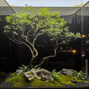 高端马醉木天井造景橱窗植物室内仿真绿植装饰树大型假树景观套装