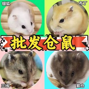 仓鼠批发金丝熊小苍活物公婆奶茶一公一母大体型网红鼠类宠物养殖