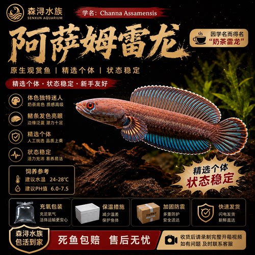 蓝帆奶茶雷龙金属蓝鳍发色漂亮小型雷龙鱼活体凶猛好养耐活淡水鱼