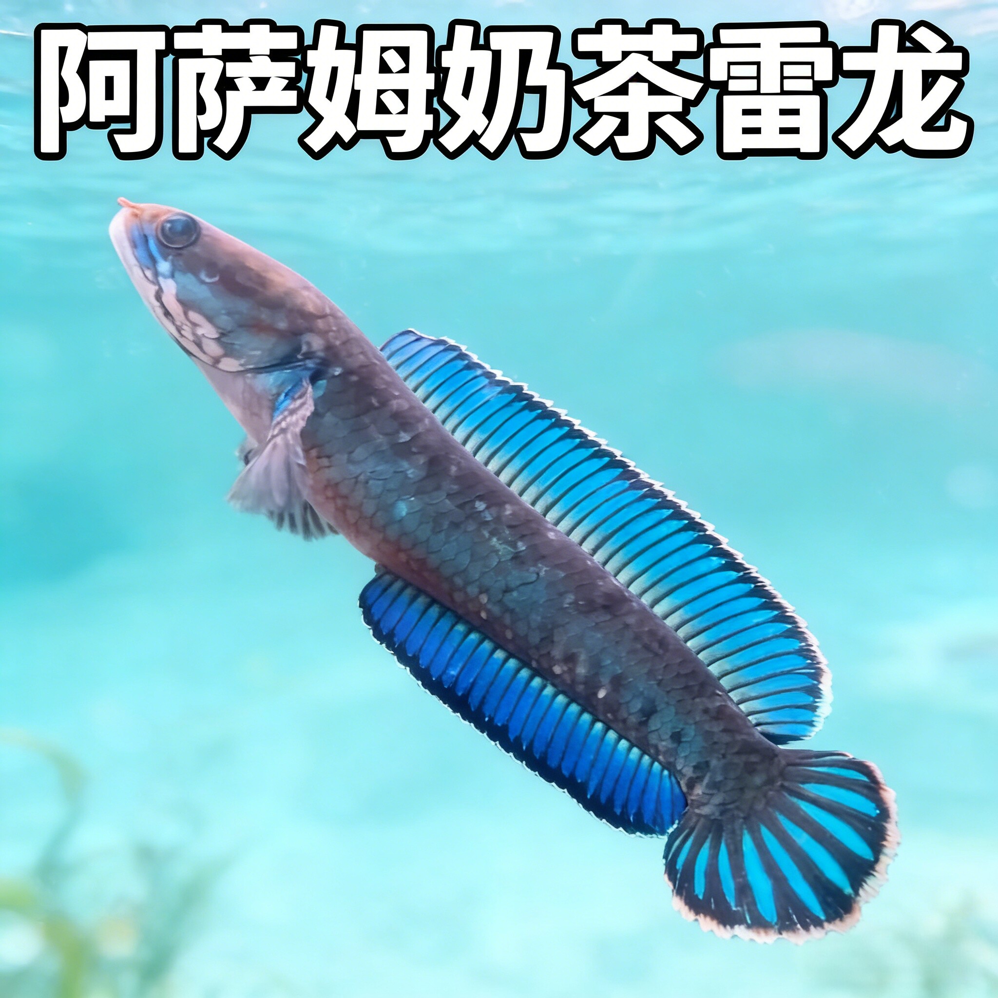 阿萨姆奶茶雷龙热带鱼品种蓝纹鳍边吸睛好养活家庭观赏鱼必入款