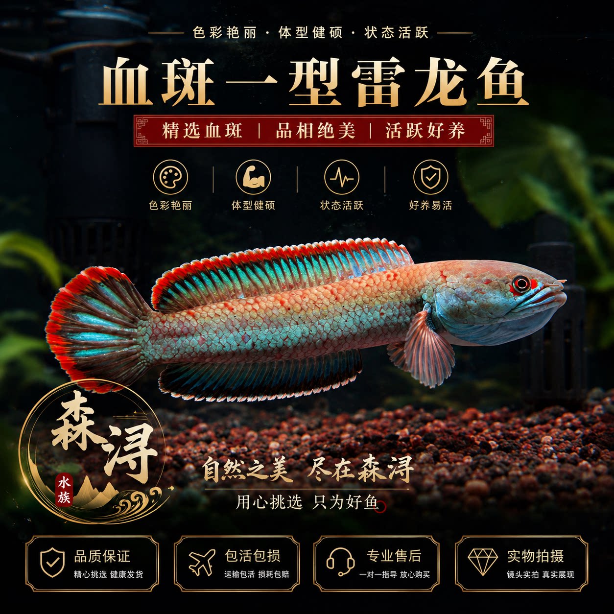 进口缅甸血斑一型雷龙活体好斗
