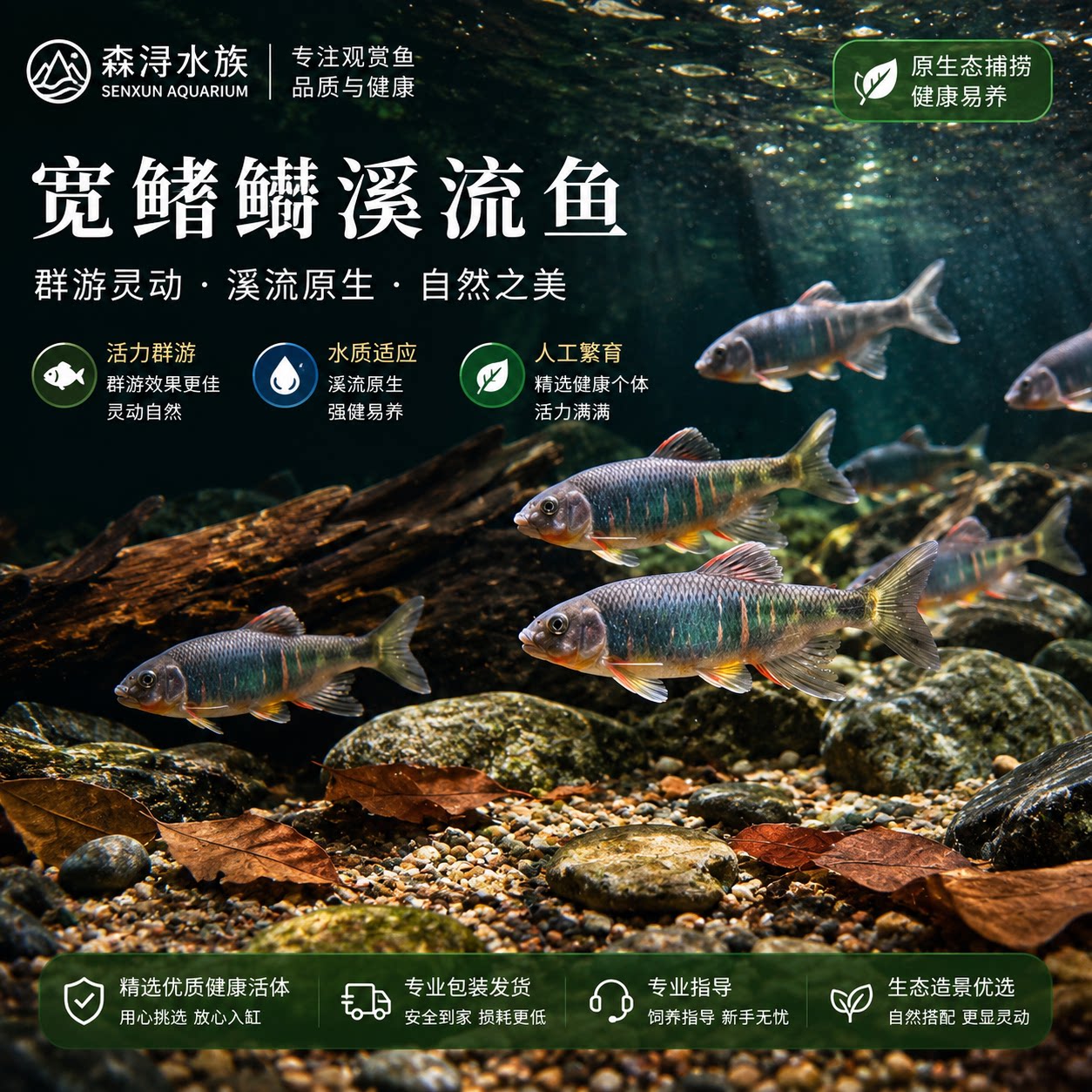 发色宽鳍鱲鱼活体原生溪流鱼红蓝亮鳍体态灵动活性强耐低温观赏鱼