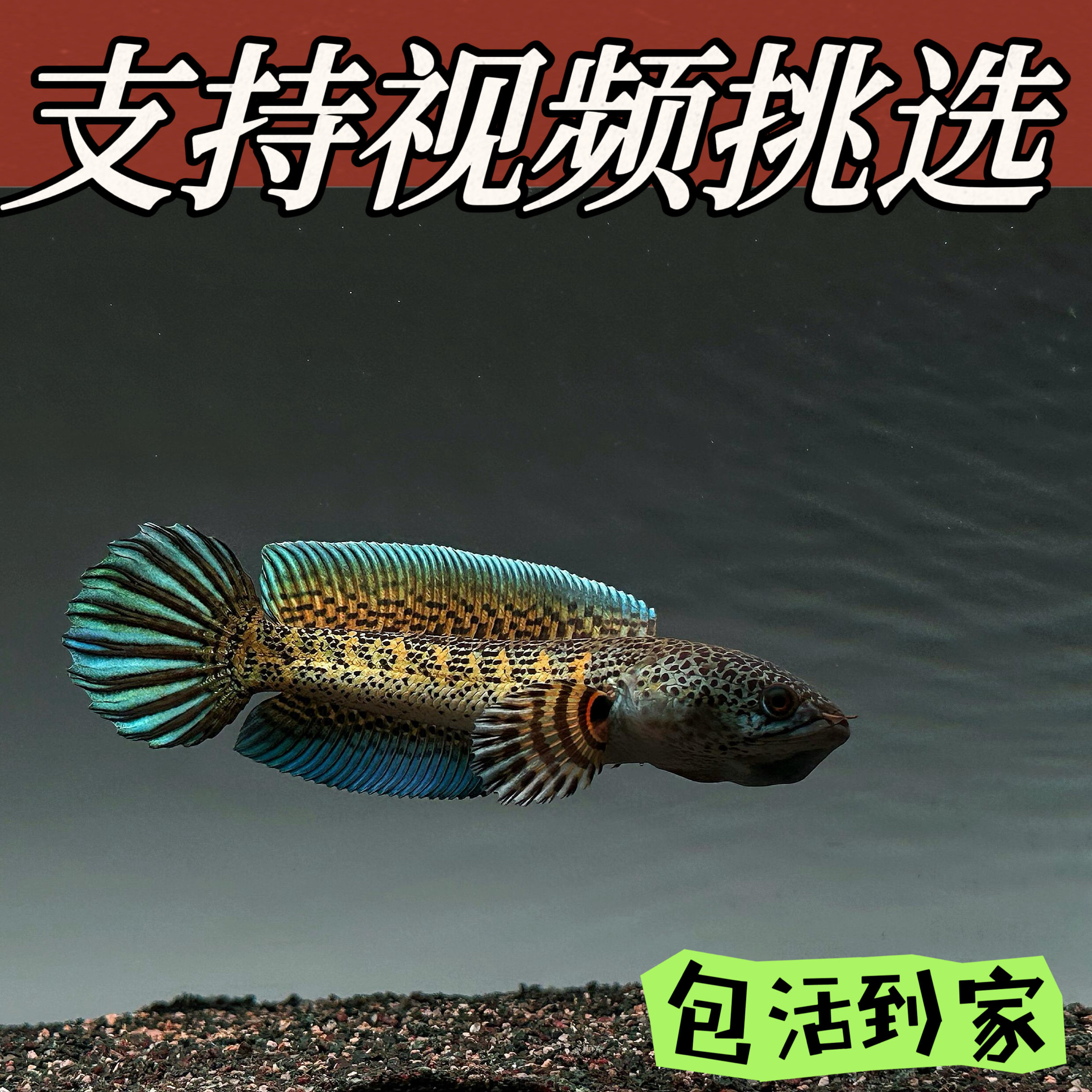 黄金眼镜蛇雷龙鱼大型雷龙鱼进口热带观赏鱼大型网红猛鱼