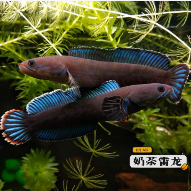 奶茶雷龙鱼淡水观赏鱼好养耐活色泽艳丽互动性强热带鱼活体宠物鱼