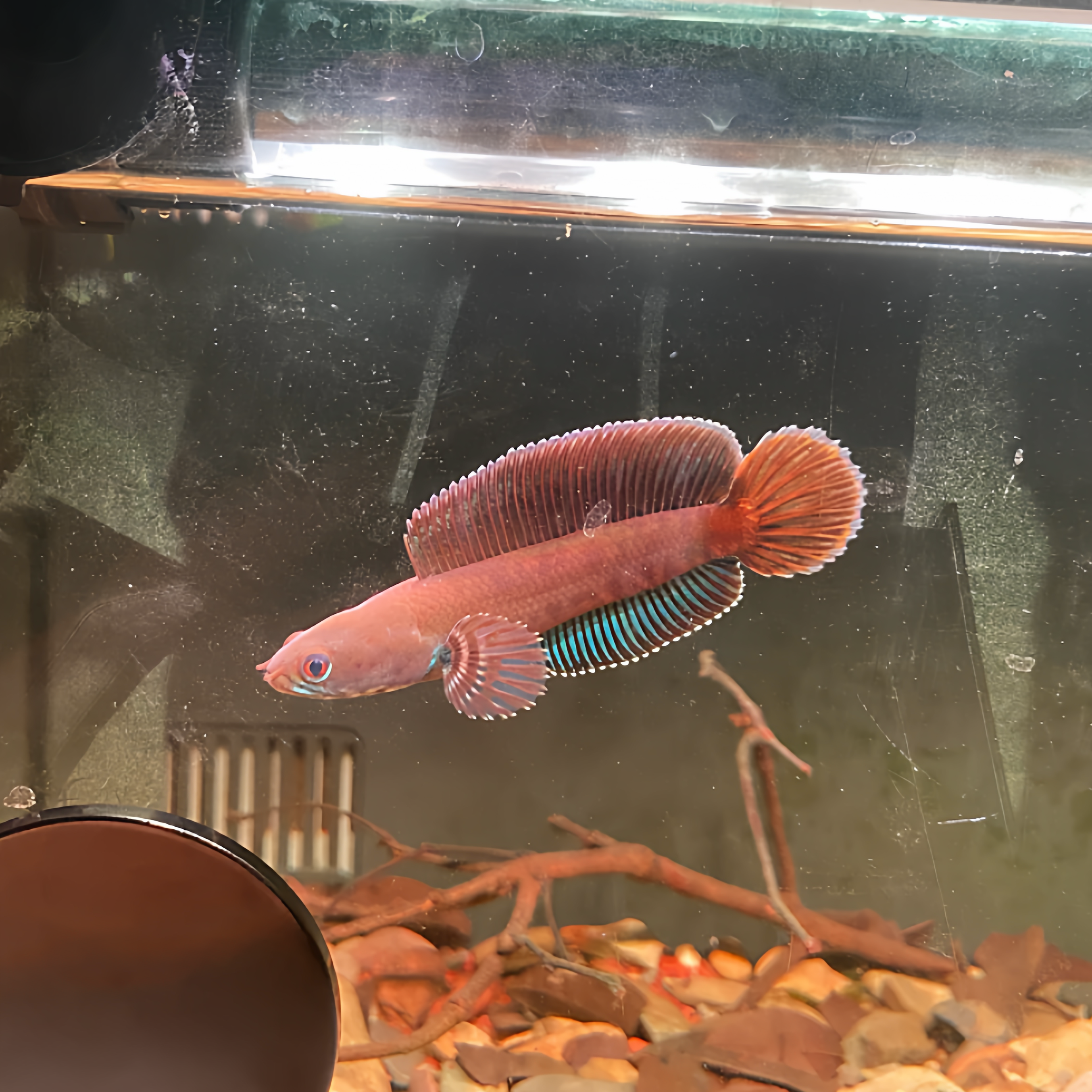 阿萨姆奶茶雷龙活体奶茶色系温润耐看灵动活泼互动性强淡水热带鱼,宠物/宠物食品及用品,鱼,淘宝优惠券,粉丝福利购,淘宝优惠卷