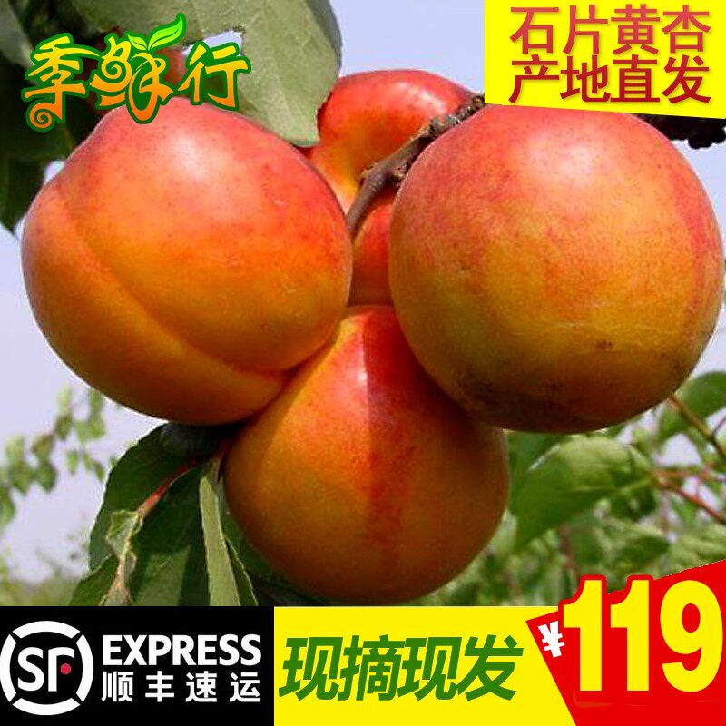 石片黄杏新鲜大杏子绿色无公害水果5斤甘甜多汁送礼佳品 顺丰包邮