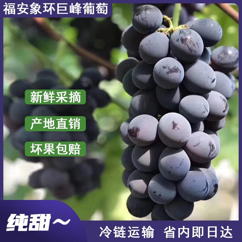 福安象环巨峰葡萄新鲜采摘冷链运输当日送达超甜葡萄5斤9斤礼盒装