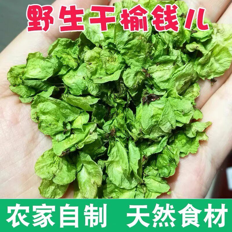 河南野生榆钱新鲜榆钱自然晒干新鲜榆钱儿2斤3斤野菜窝窝头榆树钱
