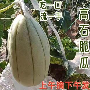 陕西特产高石脆瓜新鲜水果3斤应当季甜瓜香瓜非羊角蜜整箱4斤顺丰