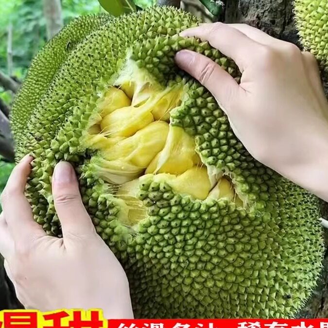 正宗徐闻湿包菠萝蜜当季自然熟