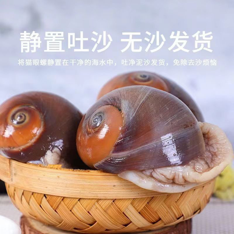 猫眼螺鲜活超大香螺沙螺冷冻田玉海螺
