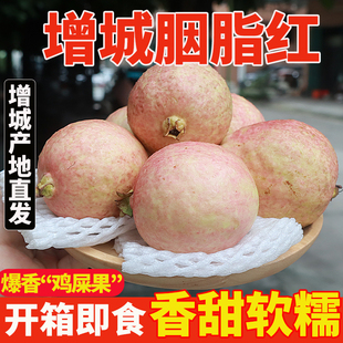 广东增城胭脂红番石榴芭乐果新鲜应季 水果软糯香甜低糖香甜鸡屎果