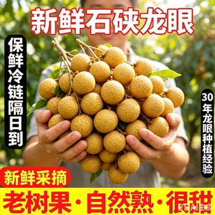 广东石硖龙眼新鲜现摘现发石峡储良桂圆当季水果整箱小核礼盒装