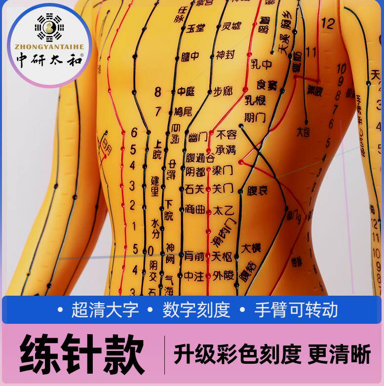 中研太和针灸经络穴位人体模型教学全身十二经络针灸模型数字定位