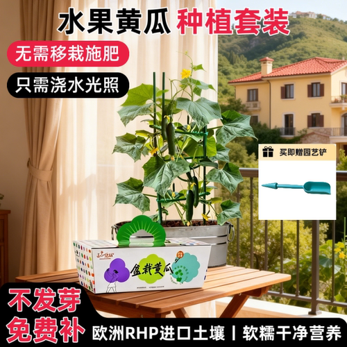 匠心绽放黄瓜种植小盆栽阳台种菜