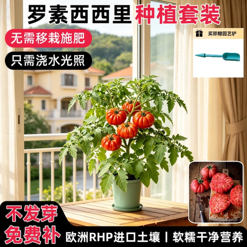 匠心绽放罗素西西里番茄种植套装