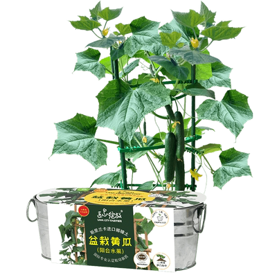 匠心绽放黄瓜种植小盆栽阳台种菜