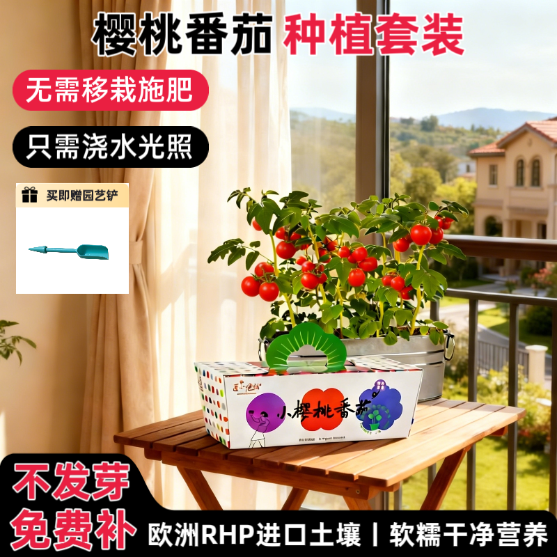 匠心绽放小番茄种植小盆栽六一礼物草莓种子家庭阳台种菜套装儿童