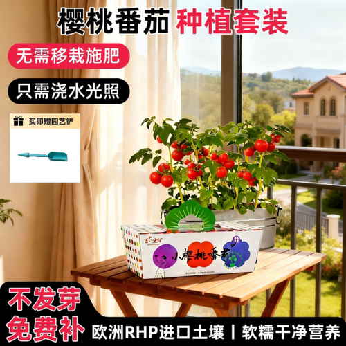 匠心绽放小番茄种植盆栽阳台种菜