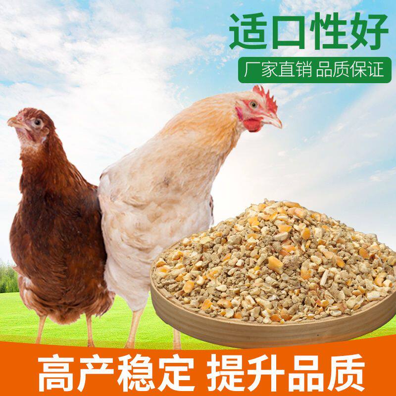 新鲜蛋鸡饲料青年中鸡育