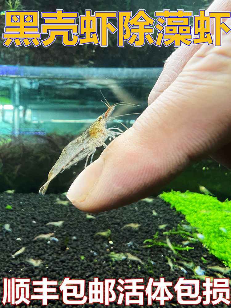 黑壳虾除藻虾鲜活观赏虾清洁草虾淡水虾活体樱花虾活虾耐活冷水虾