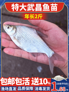 鳊鱼苗特大武昌鱼苗正宗扁鱼柳叶边鱼四川重庆本地淡水养殖食用鱼