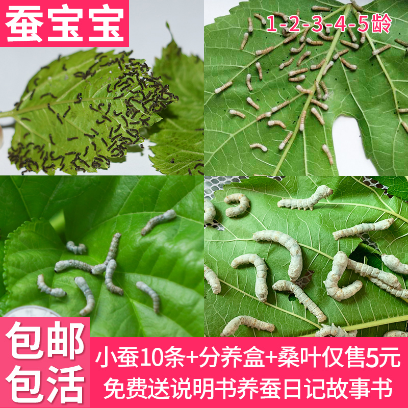 蚕宝宝活体春蚕幼虫活物儿童学生养蚕套装小蚕1龄234龄送新鲜桑叶