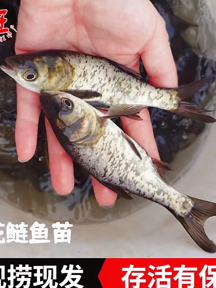草鱼螺蛳青鱼花鲢白鲢鳊鱼鲫鱼四大家鱼翘嘴活体食用淡水养殖鱼苗