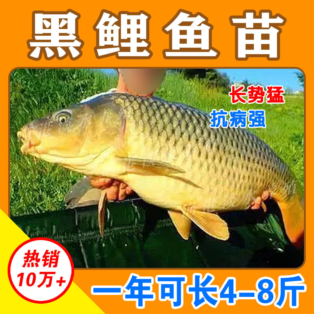 大品种鲤鱼苗建鲤丰鲤鱼稻田鲤淡水养殖草鱼苗大种工程鲫鱼苗包活