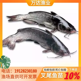 叉尾鮰鱼苗叉尾鱼苗钳鱼苗回鱼苗清江大型鱼苗活体淡水养殖食用鱼
