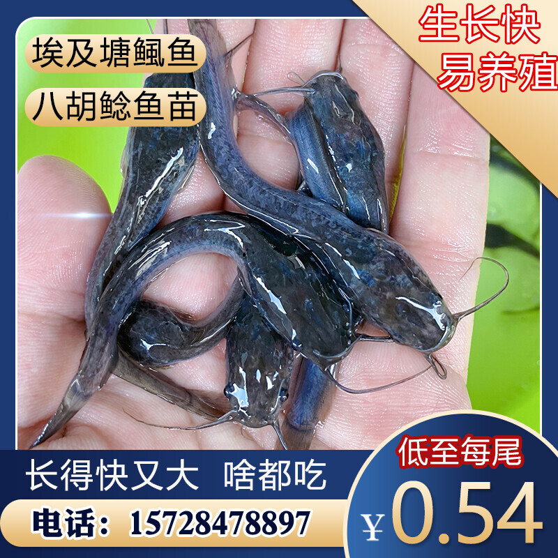 埃及塘鲺鱼苗革胡子鲶鱼苗大口鲶鱼凶猛淡水养殖可食用八须塘角鱼