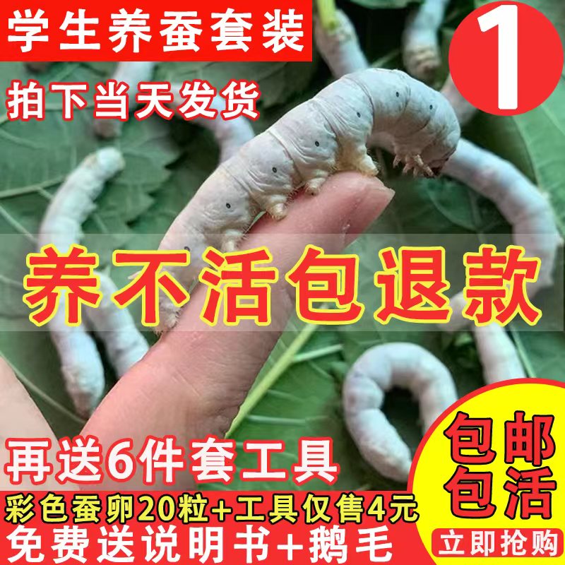 蚕宝宝活体幼虫春蚕学生养蚕套装天然彩丝蚕卵1龄234龄送新鲜桑叶