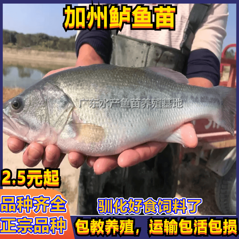 鲈鱼苗加州淡水养殖攀鲈鱼活鱼水花大口黑鲈凶猛路亚鲈鱼鱼苗包邮