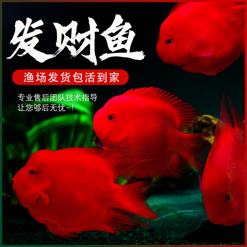 红鹦鹉鱼活鱼热带观赏鱼鱼银龙鱼淡水红元宝血红财神
