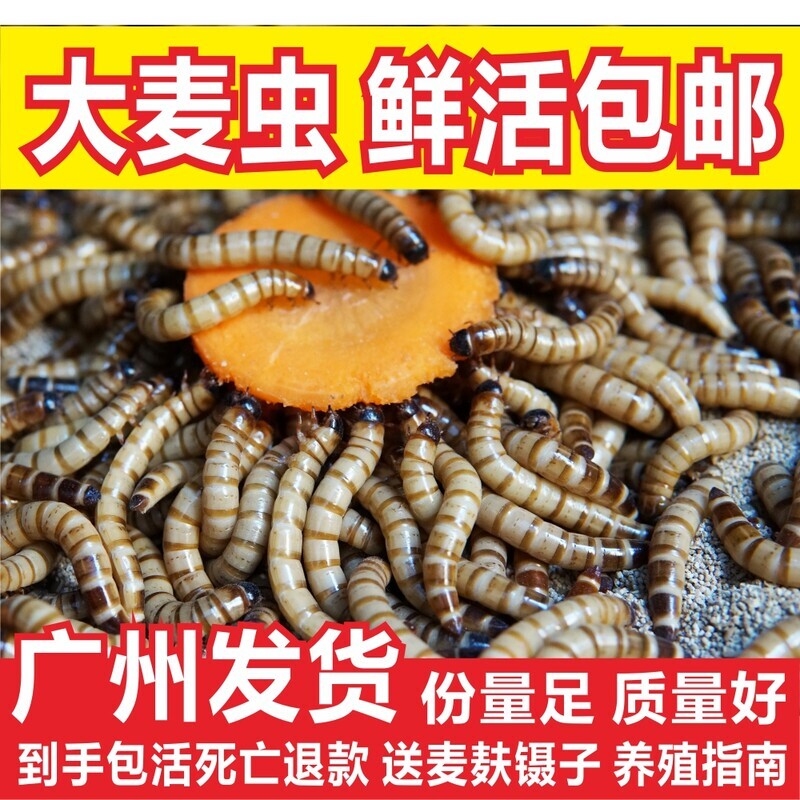 大麦虫活虫黄粉虫面包虫金银龙鱼观赏鱼饲料乌龟刺猬画眉鸟食包邮