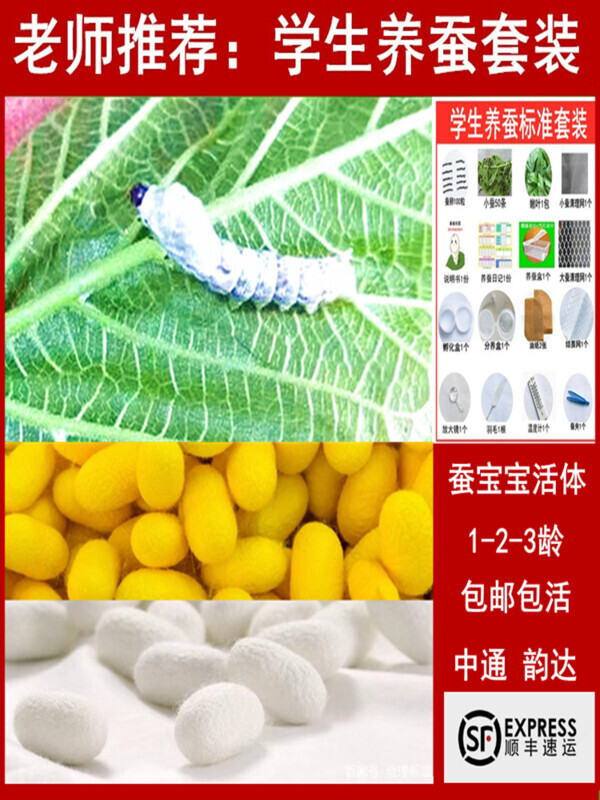 蚕宝宝活体小学生养蚕套装儿童春蚕小蚕12龄幼虫蚕卵新鲜桑叶喂蚕