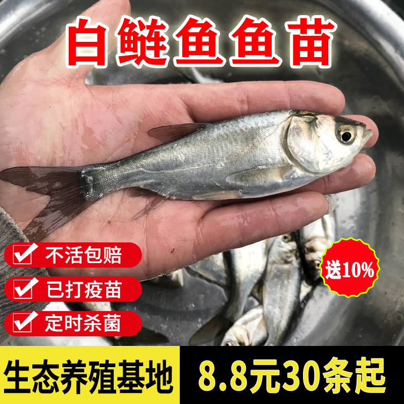 白鲢鱼苗活体淡水食用小鱼苗四大家鱼饲料鱼特价养殖冷水观赏鱼苗