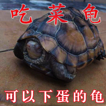 超大吃菜龟巨型活物大乌龟宠物观赏龟活体素食龟草龟珍珠龟下蛋龟