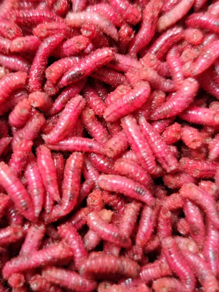 顺丰包邮大号活体蛆肉蛆虫鲫鱼鲤鱼蛆虫野钓红蛆活蛆牙子白蛆