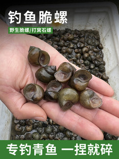 钓鱼脆螺鲜活钓青鱼挂钩饵料活体螺蛳薄壳小田螺乌青黑鲩打窝石螺